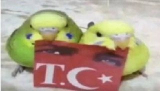 cicikuşlar